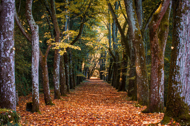 Umbria, Italy: avenue of lime trees in autumn