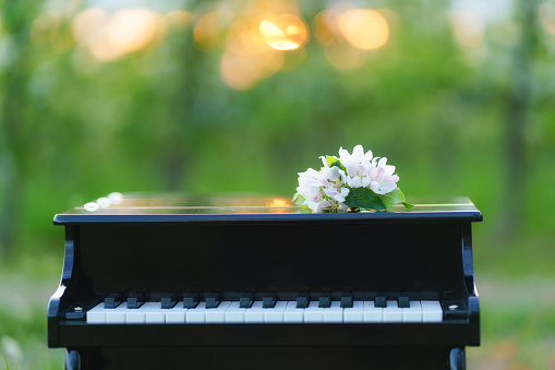 A piano standing on a path in a blooming apple orchard.