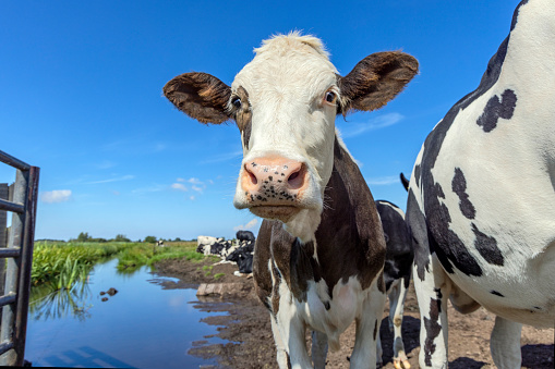 Cute sassy cow portrait in front of a creek, blue sky in the country