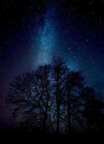 The incredible Milky Way against the backdrop of the dark silhouette of a mighty tree.