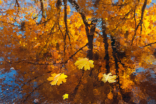 Reflection in a puddle of yellow maples and blue sky. Watercolor effect due to water ripples. Artistic photo