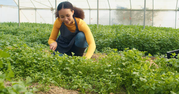 istock Multi-ethnic farmer crouches digging in greenhouse tunnels, organic herbs 1914792822