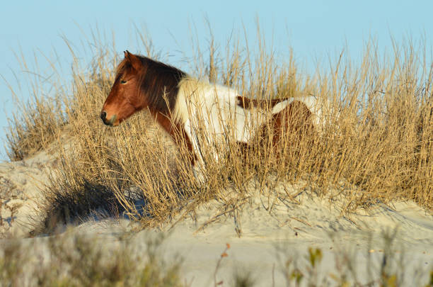 Beautiful wild pony at Assateague Island National Seashore standing on a sand dune gazing off into the distance Beautiful wild pony at Assateague Island National Seashore in Maryland, USA standing on a sand dune gazing off into the distance.  Assateague Island has a large population of wild ponies which it has been suggested are descendants of  survivors of a shipwrecked Spanish galleon. eastern shore sand sand dune beach stock pictures, royalty-free photos & images