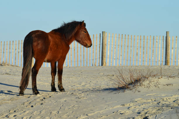 Majestic Stallion standing on a sand dune at Assateague Island National Seashore staring off toward the sun Majestic Stallion standing on a sand dune at Assateague Island National Seashore in Maryland, USA staring off toward the sun. Assateague has a large population of wild ponies. It has been suggested that the ponies are descendants of survivors of a shipwrecked Spanish galleon. eastern shore sand sand dune beach stock pictures, royalty-free photos & images