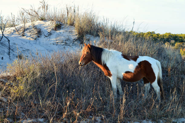 Wild Assateague pony stands on the sand dunes soaking up the afternoon sun at Assateague Island National Seashore in Maryland, USA Wild Assateague/Chincoteague pony stands on the sand dunes soaking up the afternoon sun at Assateague Island National Seashore in Maryland, USA eastern shore sand sand dune beach stock pictures, royalty-free photos & images