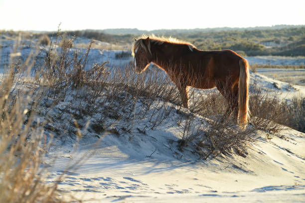 Beautiful wild pony is illuminated by the late day sun as it stands on a sand dune at Assateague Island National Seashore Beautiful wild pony is illuminated by the late day sun as it stands on a sand dune at Assateague Island National Seashore in Maryland, USA.  Assateague has a large population of wild ponies.  It has been suggested that the ponies are descendants of survivors from a shipwrecked Spanish galleon. eastern shore sand sand dune beach stock pictures, royalty-free photos & images