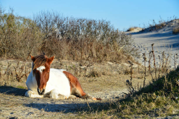 Young wild pony taking a nap in the late afternoon at Assateague Island National Seashore Young wild pony taking a nap in the late afternoon at Assateague Island National Seashore. Assateague has a large population of wild ponies.  It has been suggested that the ponies are descendants of survivors from a shipwrecked Spanish galleon. eastern shore sand sand dune beach stock pictures, royalty-free photos & images