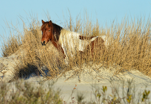 Beautiful wild horse/pony standing on the dunes and gazing at the camera at Assateague Island National Seashore in Maryland, USA