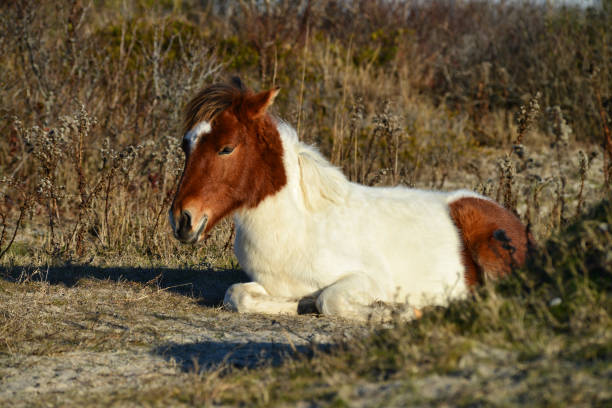 Young wild pony resting on the ground at Assateague Island National Seashore Young wild pony resting on the ground at Assateague Island National Seashore in Maryland, USA. Assateague has a large population of wild ponies.  It has been suggested that the ponies are descendants of survivors of a shipwrecked Spanish galleon. eastern shore sand sand dune beach stock pictures, royalty-free photos & images