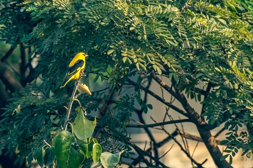 Indian Golden Oriole bird in Valley of forest of Maharashtra, India.