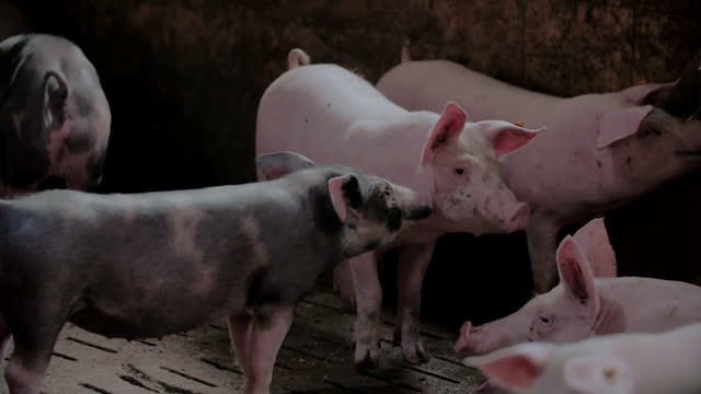 Group Of Pigs At Pork Production Farm