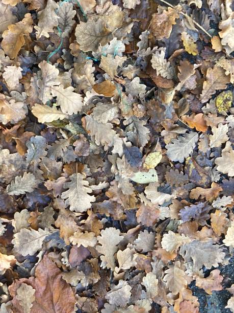 Fall leaves upon the ground in autumn