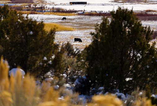 Cows Grazing in Agricultural Rural Setting - Cattle grazing  during winter in open meadows along mountain valley floor.