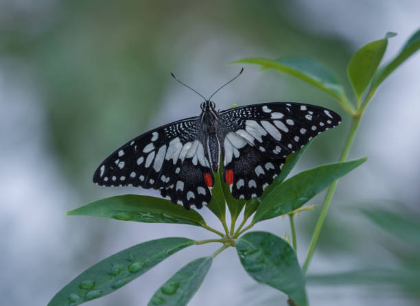 Butterfly stock photo