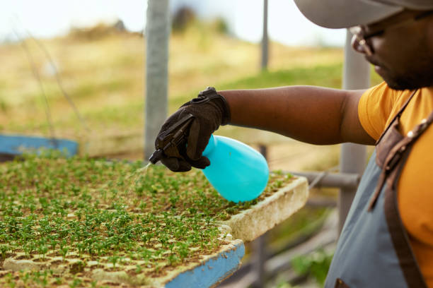 Black farmer watering vegetable seedlings in greenhouse. High quality photo