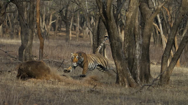 A Wild royal bengal female tiger or panthera tigris hunting a wild boar and dragging the kill