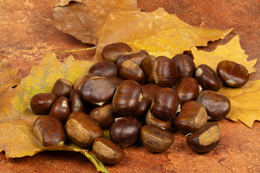chestnuts, close-up, isolated on tree leaves