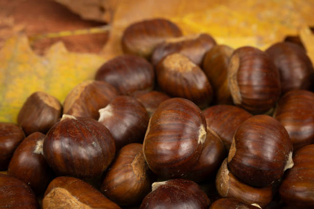 istock chestnuts, close-up, isolated on tree leaves 1914885286