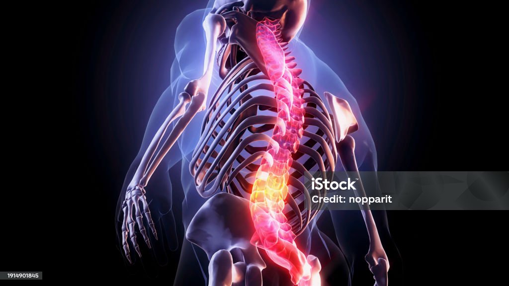 Human Back Inwards Human Spine Stock Photo - Download Image Now - Spine - Body Part ...