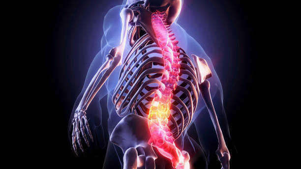 Human spine. Spine-Part of Human Skeleton,Pain in spine,Pain concept, pics of a clavicle diagram stock pictures, royalty-free photos & images