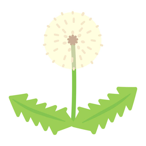 illustrazioni stock, clip art, cartoni animati e icone di tendenza di illustrazione semplice e carina della lanugine di dente di leone (design piatto) - dandelion single flower flower white