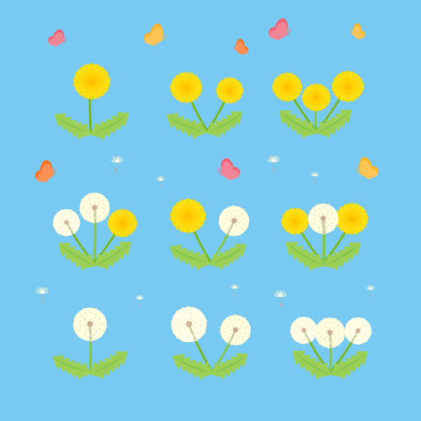 prosty i uroczy zestaw ilustracji mniszka lekarskiego (płaska konstrukcja) - dandelion flower yellow vector stock illustrations