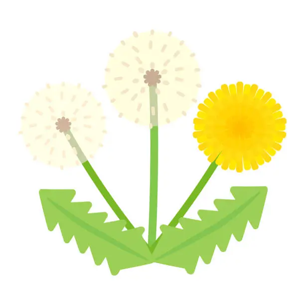Vector illustration of Simple and cute dandelion and fluff illustration (flat design)