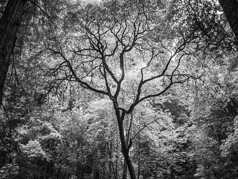 Black and white photograph of a tree backlit against other trees