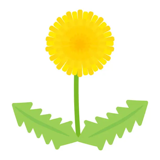 Vector illustration of Simple and cute dandelion illustration (flat design)