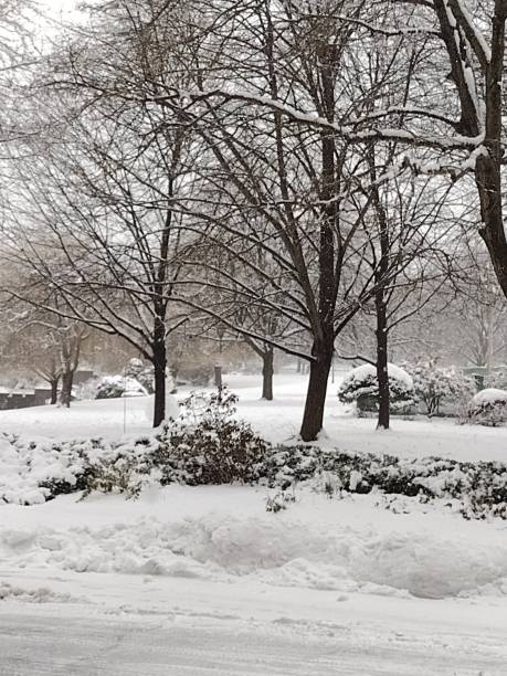 istock Trees and foliage with snow 1914961571