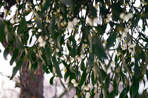istock Green fresh mistletoe plant o the old apple tree 1914994645