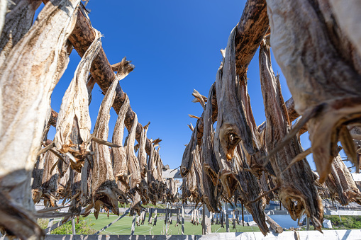 Dried cod fish hanging on a rack on Lofoten Island, Norway, with a clear blue sky and Henningsvaer stadium on backdrop.