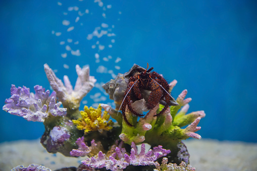 Giant red hairy helmet crab with shell on coral reef in aquarium at Bueng Chawak aquarium, Suphan Buri, Thailand.