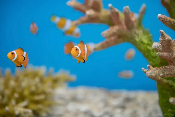Photo of Young orange clownfish swim by coral reef at aquarium