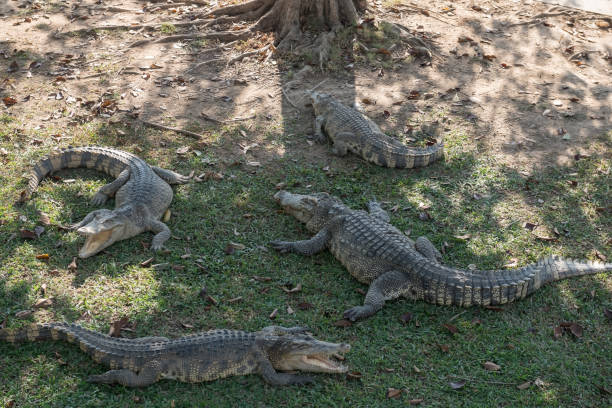 istock Herd of crocodiles rest under trees with shade in Suohan Buri zoo 1915022169
