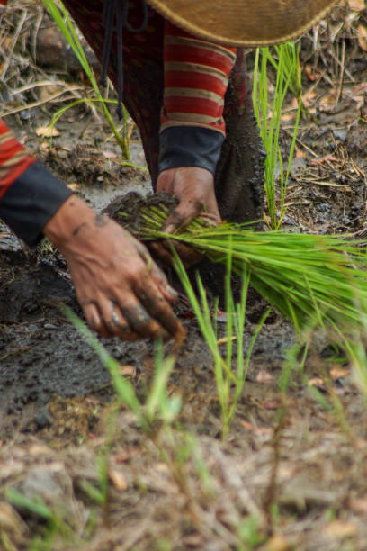 istock planting rice seedlings in a rice field 1915025258