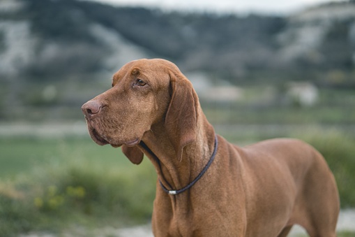A brown canine stands alert, gazing intently at an unknown object