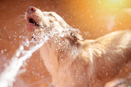 Portrait of labrador dog in water splash with sunny light background