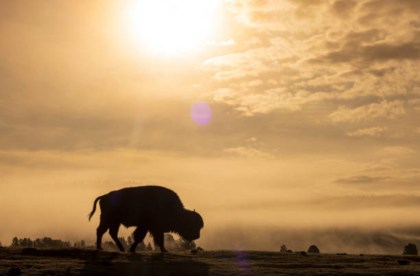 istock Bison at Sunrise in Yellowstone National Park 1915032939