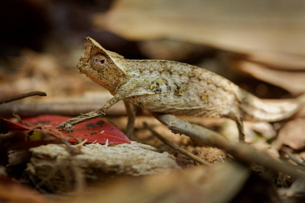 茶色の葉のカメレオン - brookesia(chamaeleo)superciliarisまたは切り株尾のカメレオン、マダガスカルの小さなトカゲは、枯れ葉のそれを模倣し、森の地面の茶色 - chameleon africa rainforest leaf ストックフォトと画像