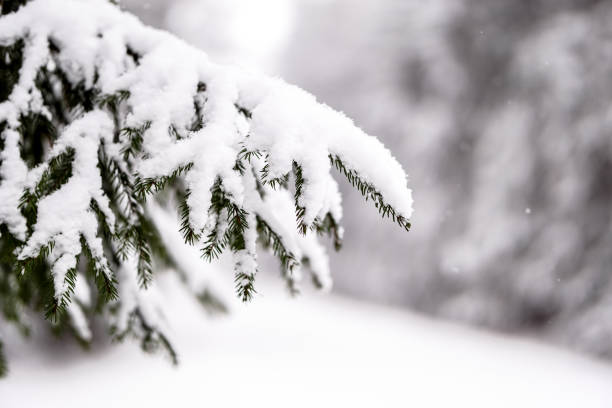 spruce branches covered with snow in winter forest. shallow depth of field