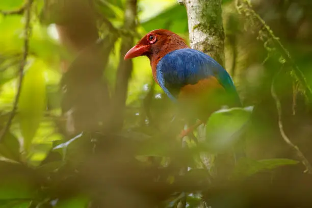 Sri Lanka or Ceylon Blue-Magpie - Urocissa ornata brightly coloured bird Corvidae in Sri Lanka, hunting in the dense canopy, blue, red colourful magpie on the green forest background in Ceylon.