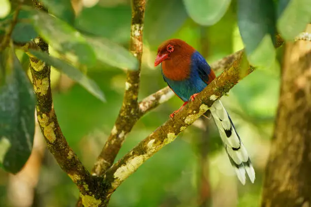 Sri Lanka or Ceylon Blue-Magpie - Urocissa ornata brightly coloured bird Corvidae in Sri Lanka, hunting in the dense canopy, blue, red colourful magpie on the green forest background in Ceylon.