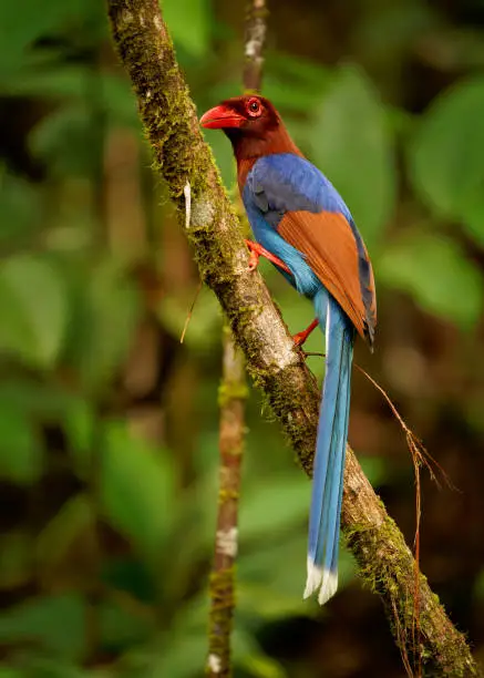 Sri Lanka or Ceylon Blue-Magpie - Urocissa ornata brightly coloured bird Corvidae in Sri Lanka, hunting in the dense canopy, blue, red colourful magpie on the green forest background in Ceylon.