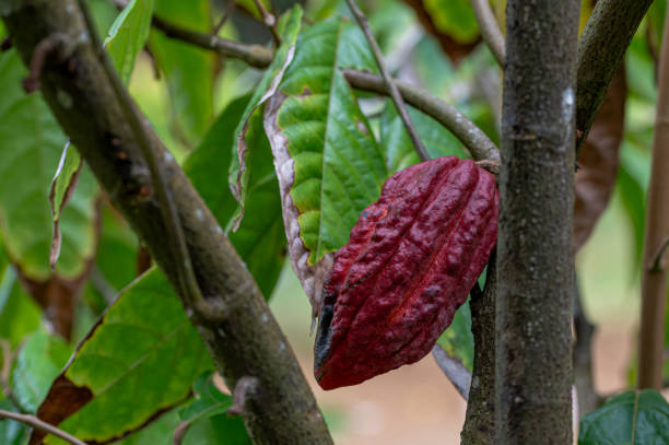 istock Theobroma cacao tree with cocoas pods fruit ripening on the tree trunk, Mauritius 1915041253