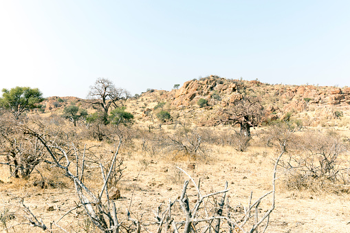 Landscape of Mapungubwe national park in Southafrica