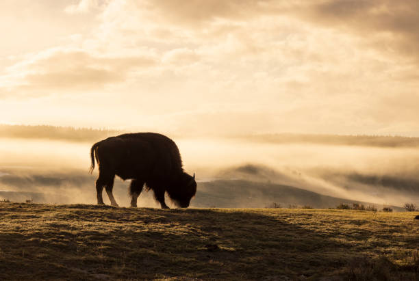istock Bison at Sunrise in Yellowstone National Park 1915044906