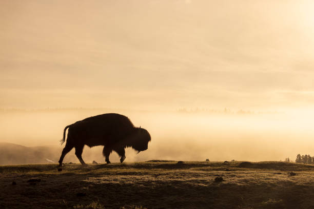 a bison silhouetted at sunrise in yellowstone National Park in spring