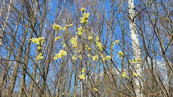 Blooming yellow fluffy willow on a blue sky background