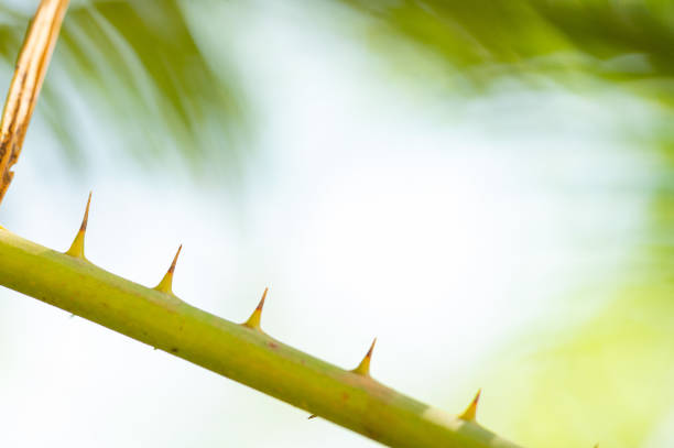 background texture of palm leaves - palm leaf branch leaf palm tree imagens e fotografias de stock